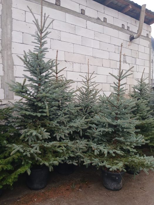 Brad Ornamental de Craciun