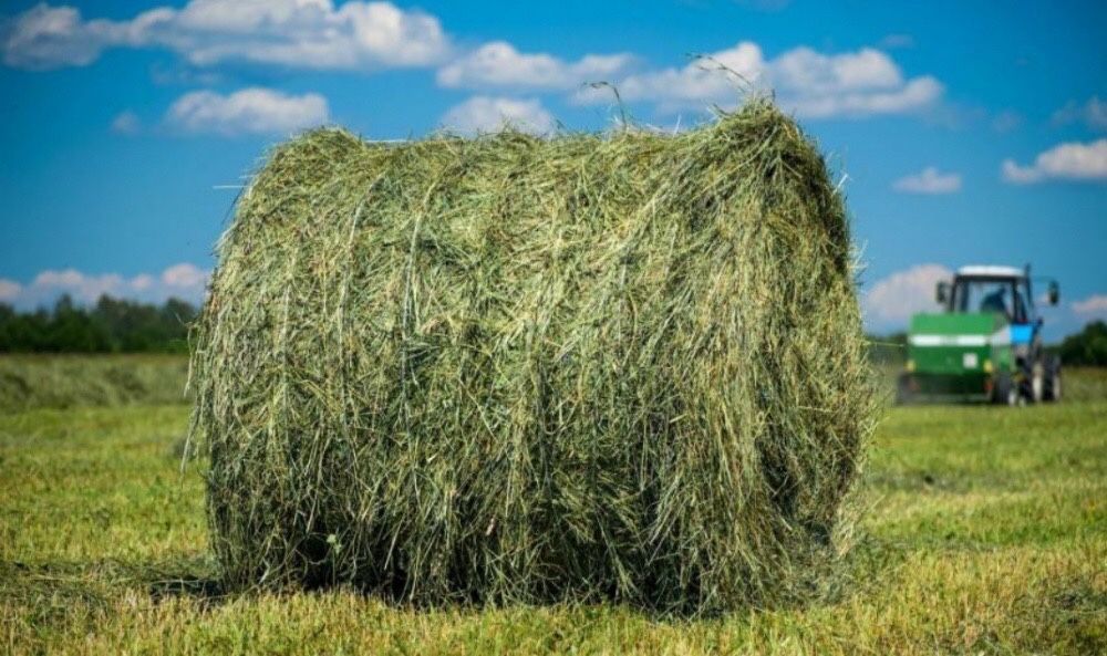 Продаю сено
