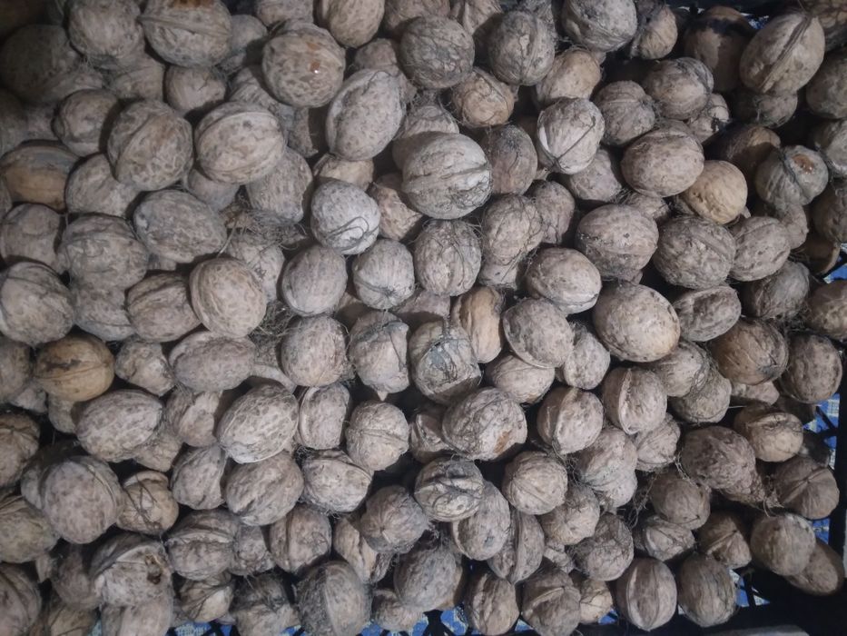 Nuci în coajă la 10 lei kg