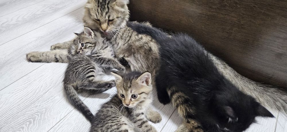 Пышыклар сатылады 50,000