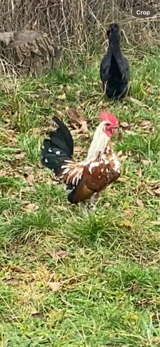 Vând gaini pitice tinere