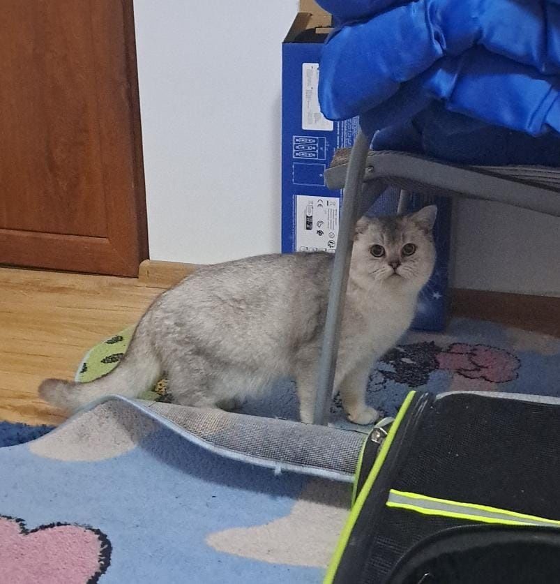 British shorthair chinchila(ns)Pedigree drept de monta!oferta luna Ma