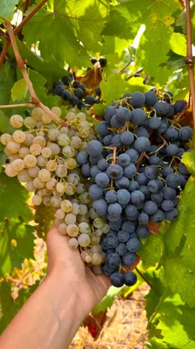 Vand struguri de vin, albi si negri
