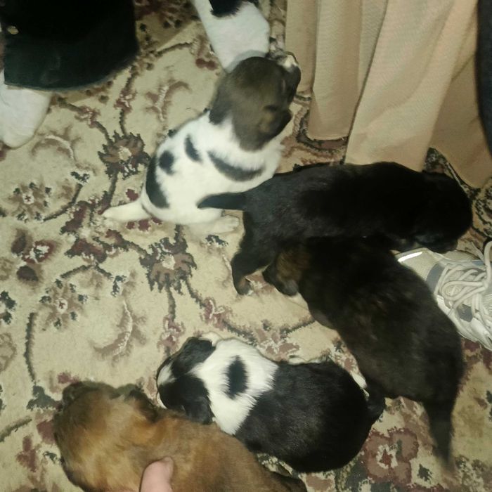 продаются щенки  200 000сум