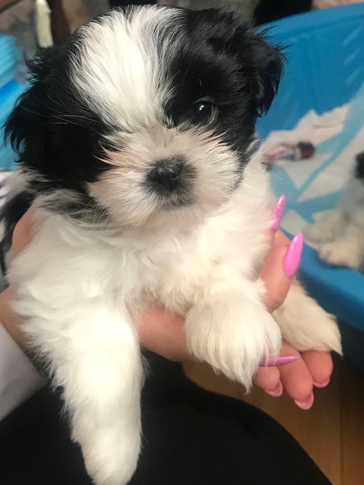 Shih-tzu talie mica
