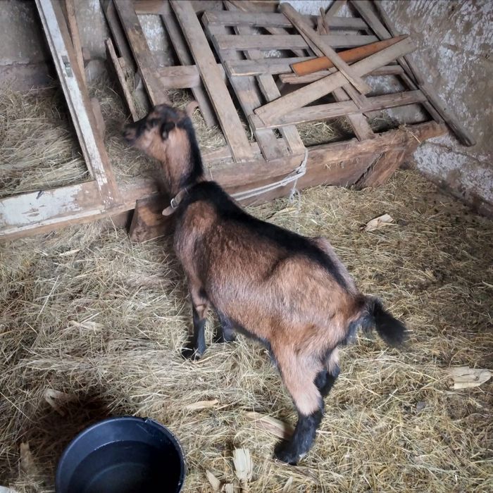 Vând două ieduțe și o capră