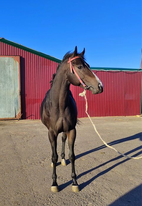 Жеребец чистокровной верховой породы (Англичанин)