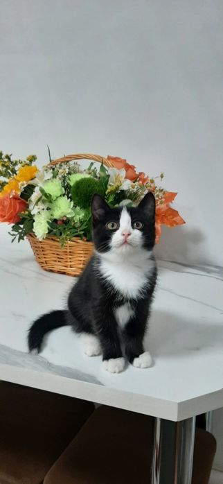 Отдам котят бесплатно.