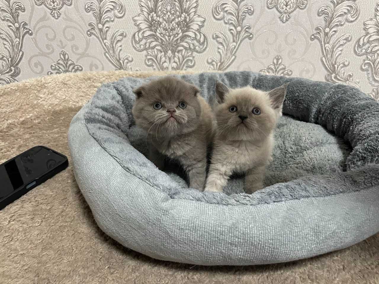 скотиш фолд в подарок когтеточка