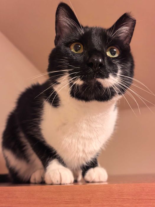 Мърр си търси семейство!