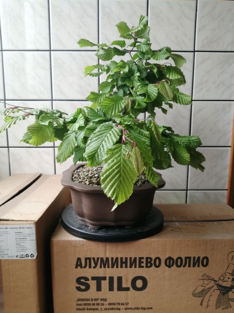 Бонсай-Габър в субстрат