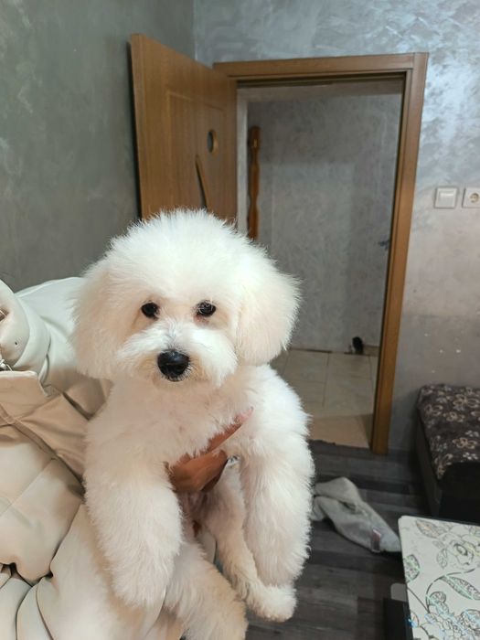 Мини пудел той 4 месеца женско