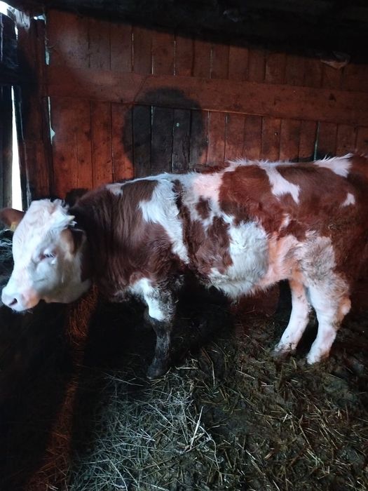 Vand un vitel si o vitea