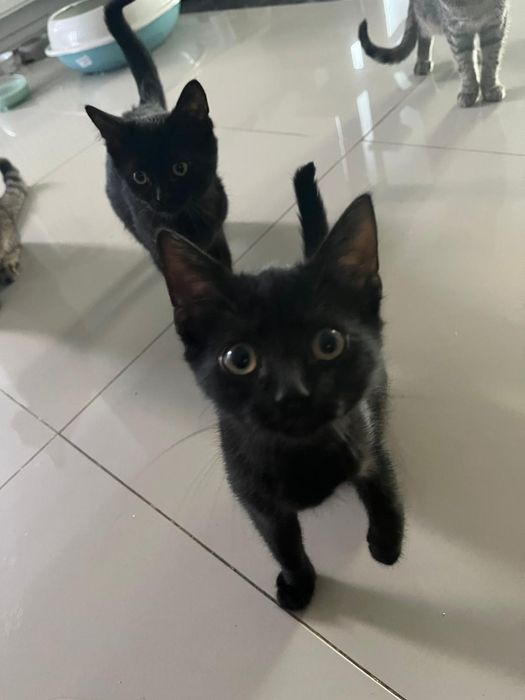 Donez două pisicuțe negre