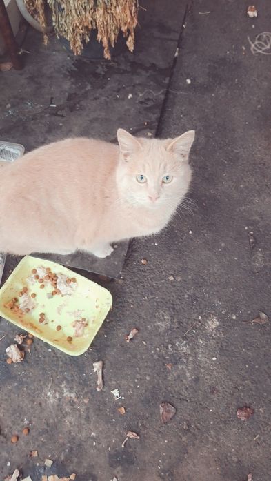 Помогите пожалуйста  подкидыши кошек