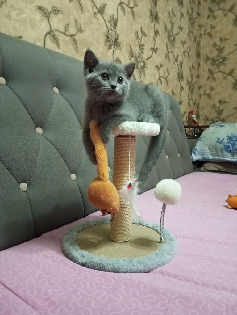 Скотиш фолд девочка