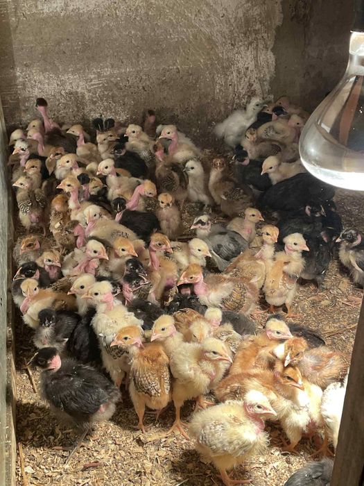 Пилета,пилета,пилета