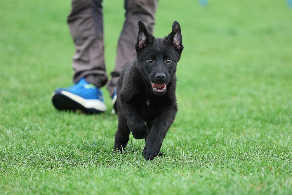 Ciobanesc German Alsacian spate drept cu Pedigree canisa autorizata