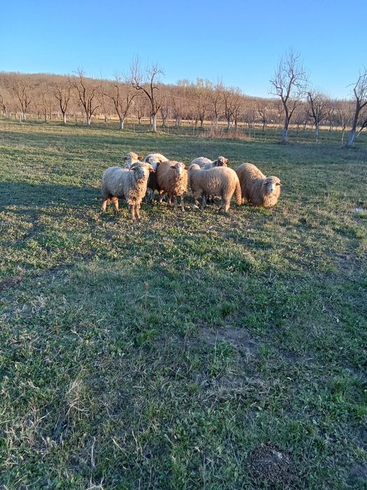 Oi de vânzare în Cobia