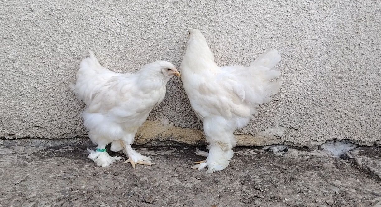 Ouă, pui, tineret și mature din rasa brahma