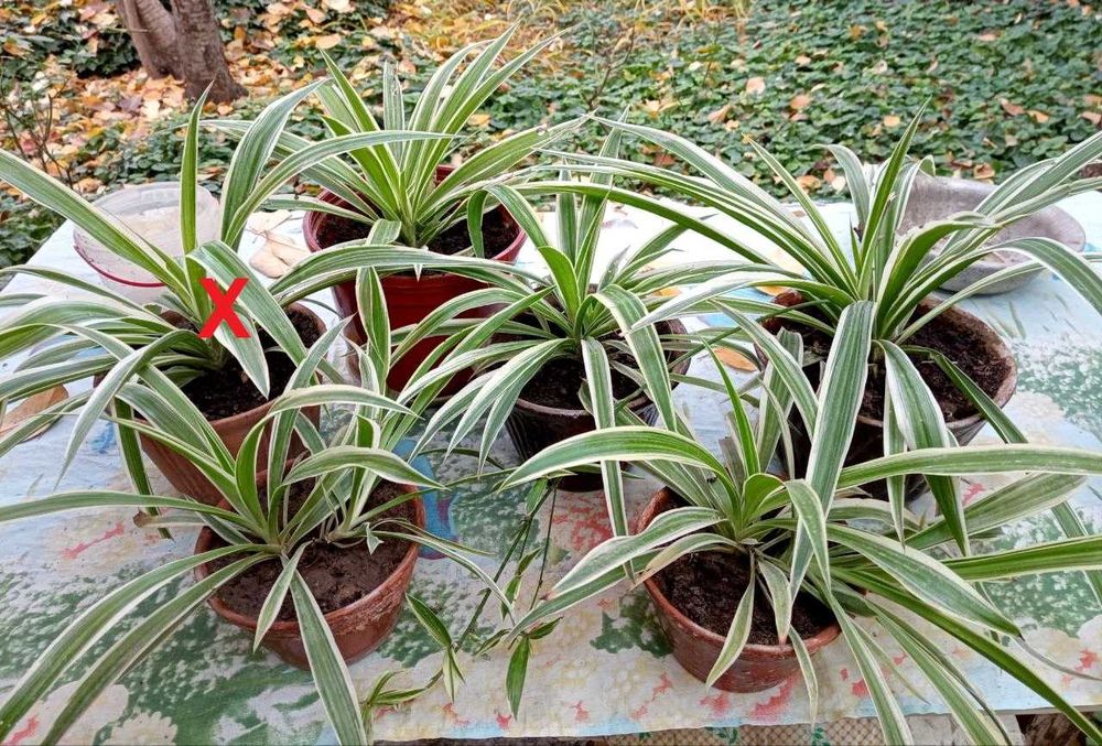 Хлорофитум для комнаты, балкона, сада