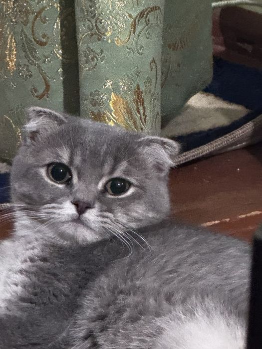 Шиншиллы Скотиш Фолд