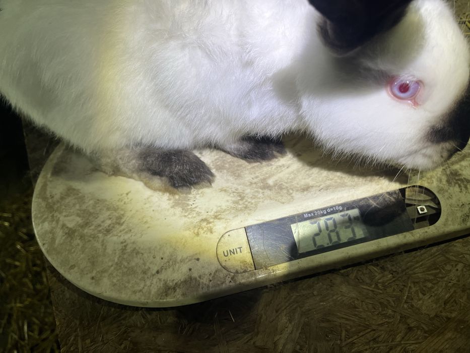 Urias de transilvania pui