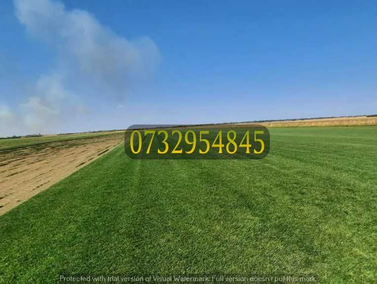 Gazon Natural Rulou – Frumusețe și Rezistență Garantată