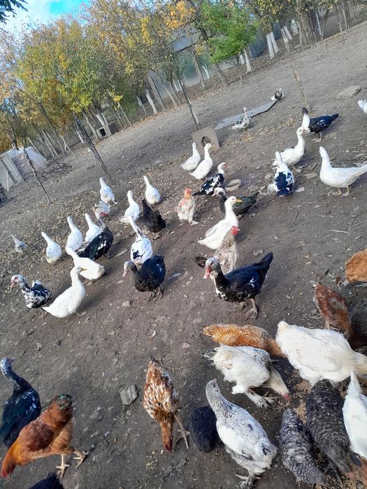 Rațe și rățoi de vânzare