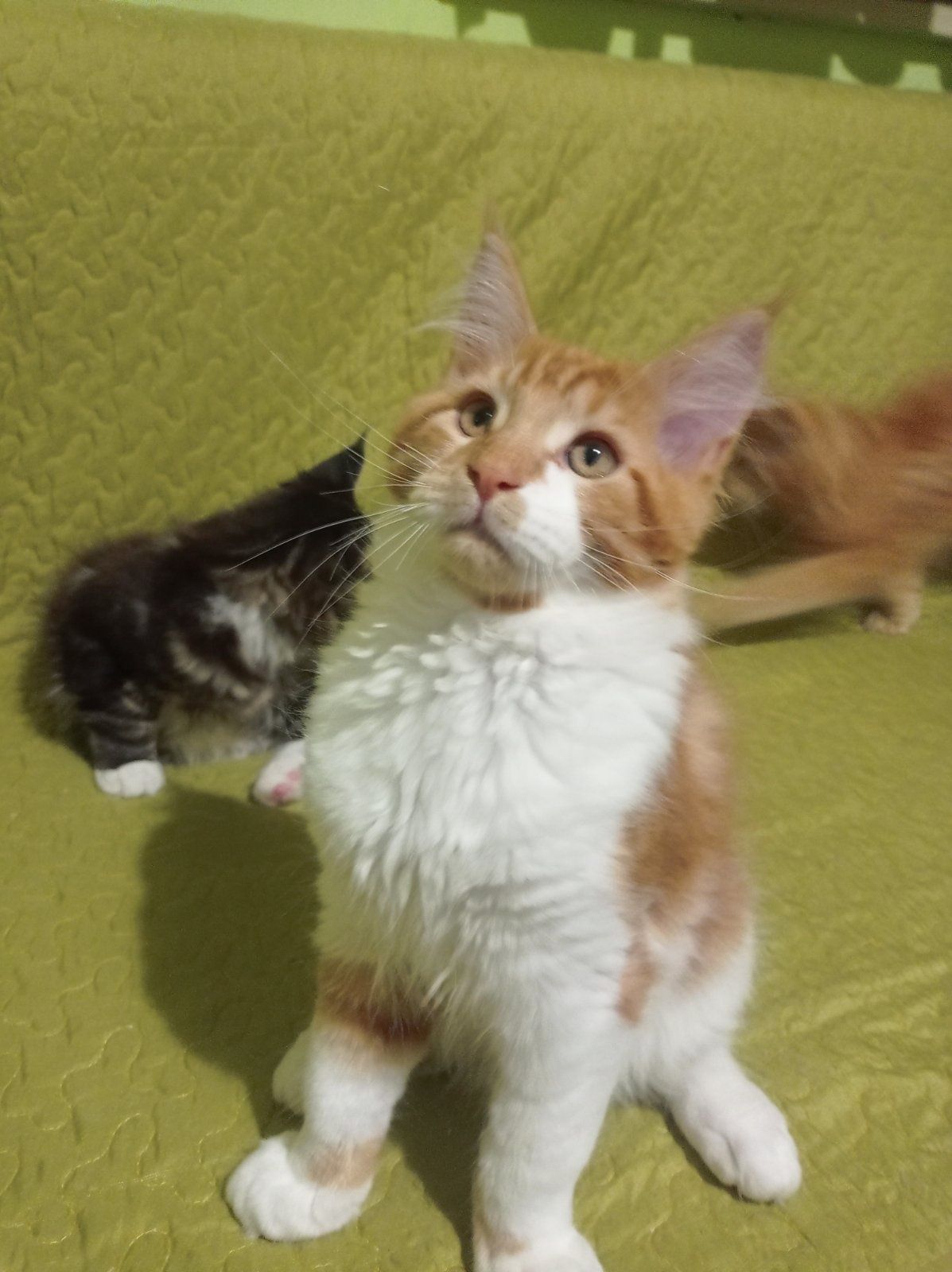 Мейн Куун котенце