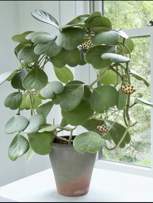 Продам хойя керри