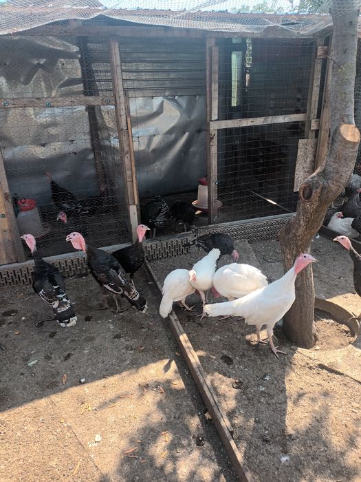 Curci ..și.. curcani..2025