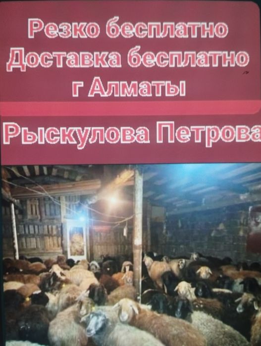 Бараны Кой (24/7)бараны баран токтушки г Алматы
