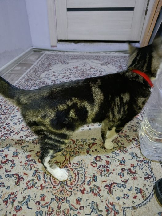 Бенгал, нашли в алатауском районе