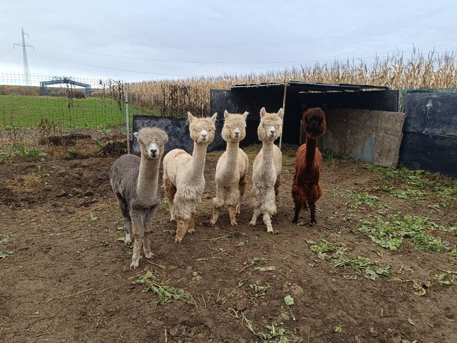 Alpaca femele disponibile