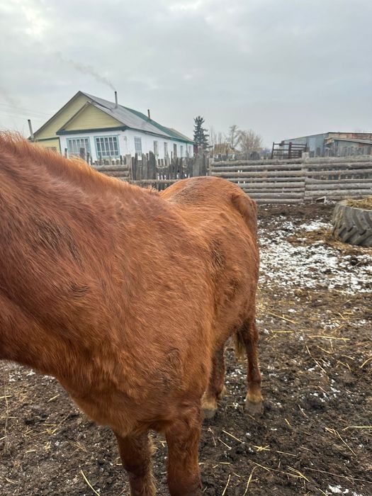 Продам тайчика жеребец.Жеребец