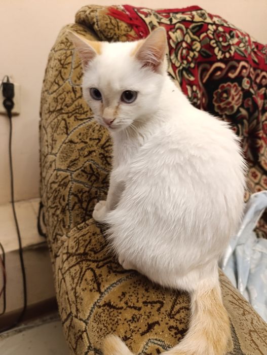 Котенок белый срочно