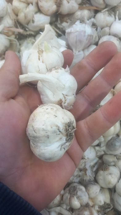 Usturoi de pus în pământ