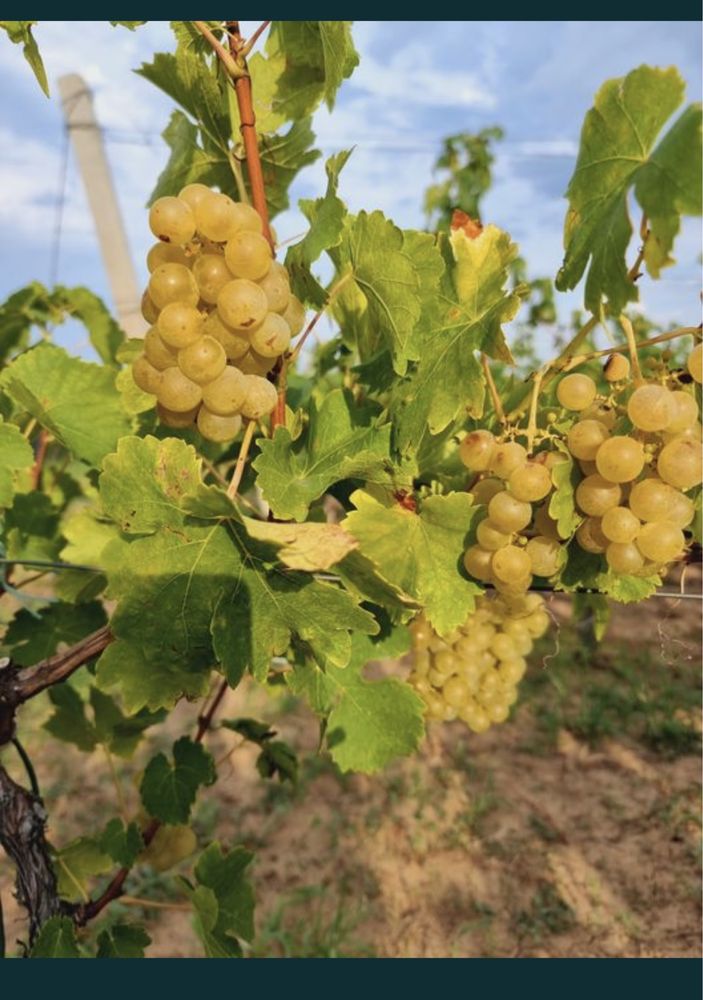 Vând struguri de vin Constanța