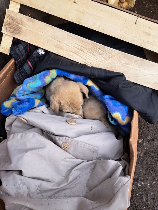 Adoptie 2 catei pui gratuit zona limitrofa