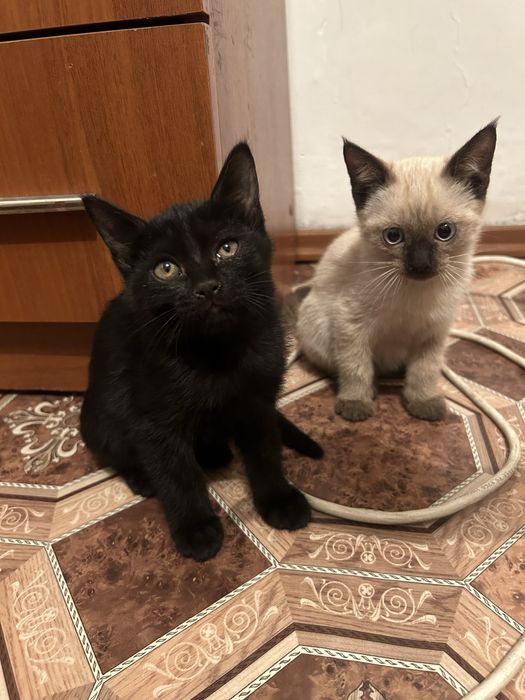 Преученны к лотку