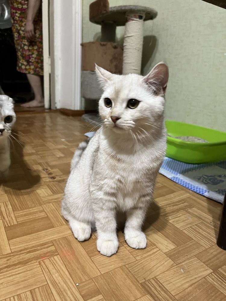 Шотланские котята