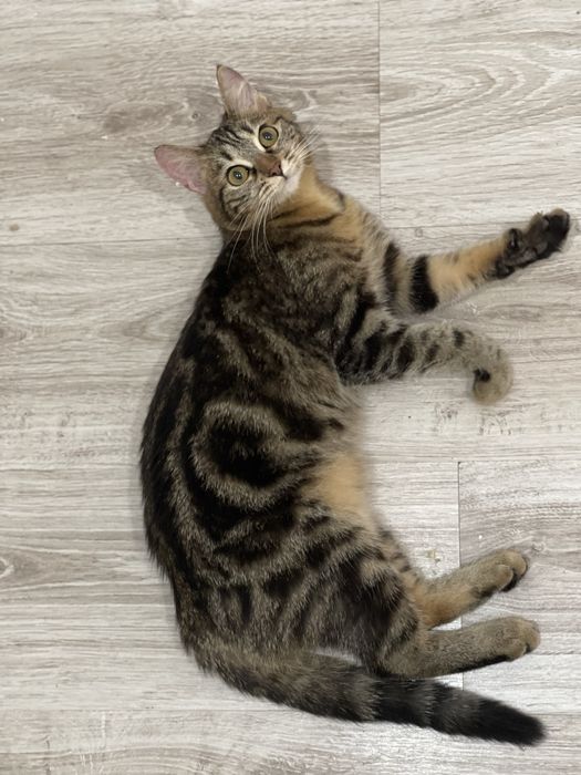 Котенок 5 месяцев