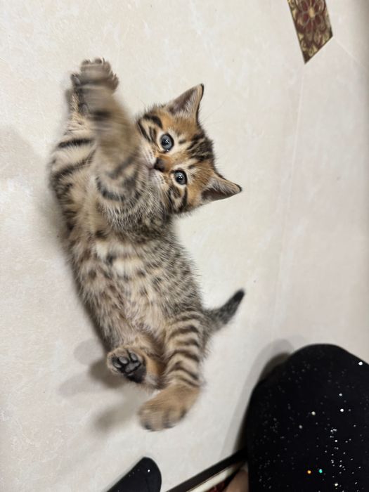 Котята скотиш фолд и страйт