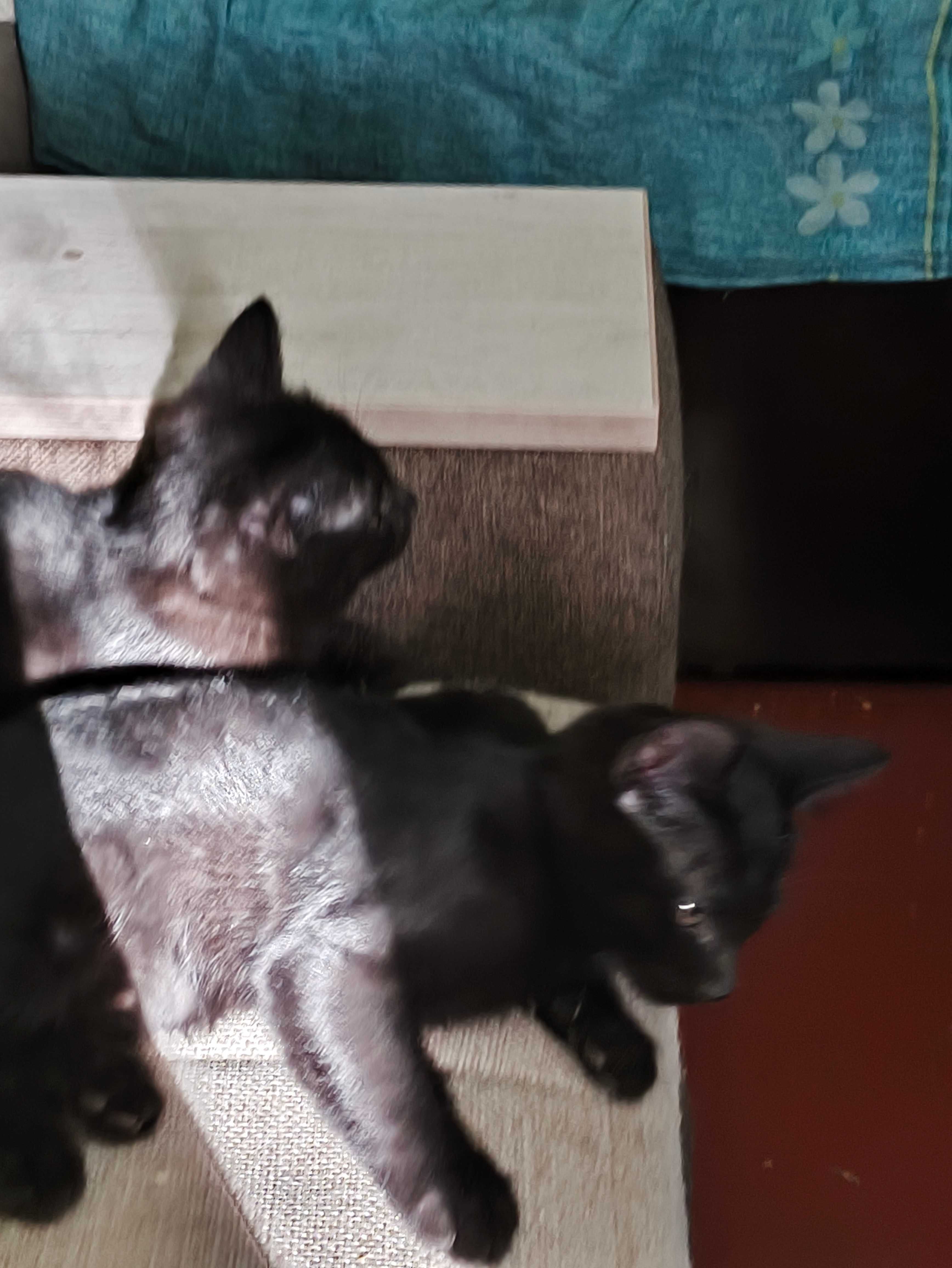 Котята смесь с сиамской.