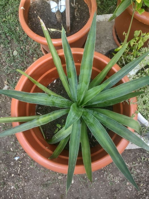 Yucca de vânzare