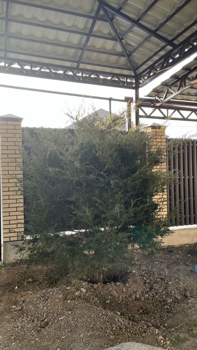 Можжевельники очень красивые