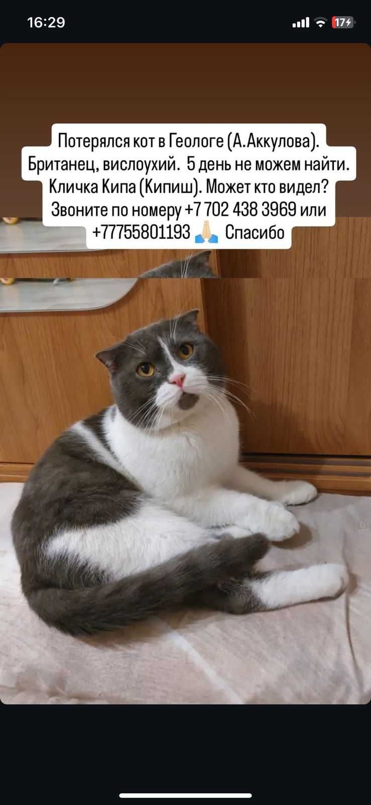 Потерялся кот британский