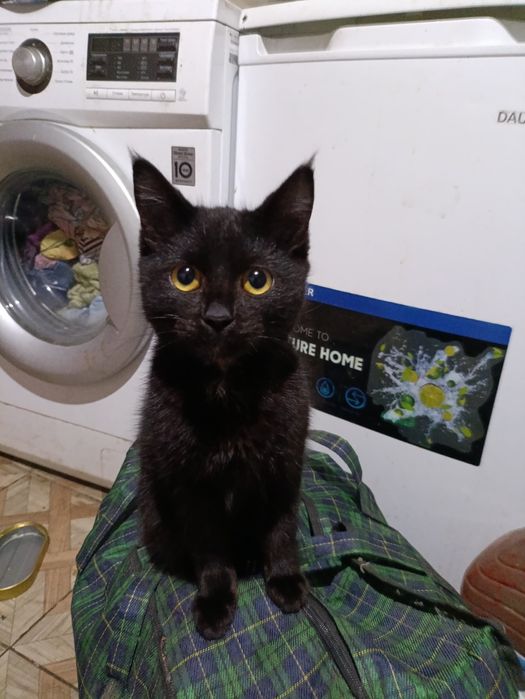 Котёнок ,4месяца
