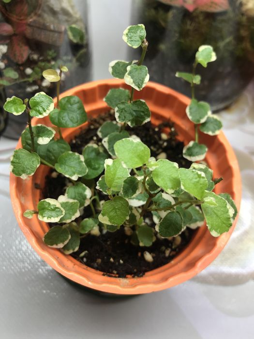 Продам фикус Пумила!